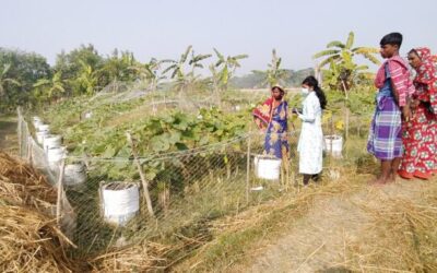 বস্তা পদ্ধতিতে লাউ চাষ করে সাবলম্ভী হয়েছেন মনপুরার দক্ষিণ সাকুচিয়ার রুমা বেগম