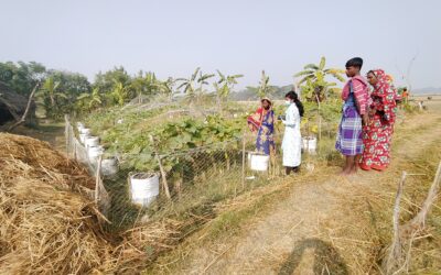বস্তা পদ্ধতিতে লাউ চাষ করে সাবলম্ভী হয়েছেন মনপুরার দক্ষিণ সাকুচিয়ার রুমা বেগম