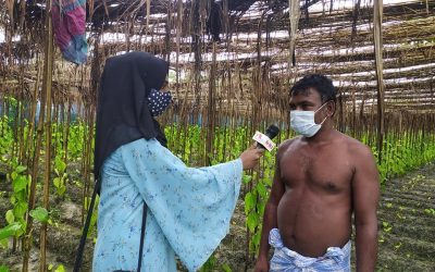 চরফ্যাসনে পানের বাম্পার ফলনেও লোকসানে পান চাষীরা
