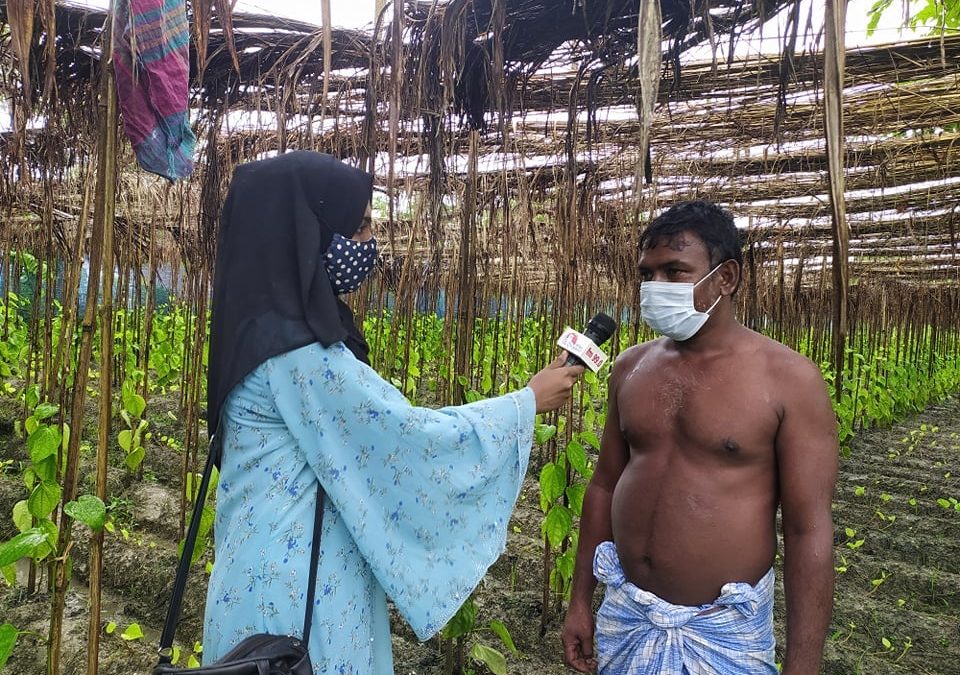 চরফ্যাসনে পানের বাম্পার ফলনেও লোকসানে পান চাষীরা