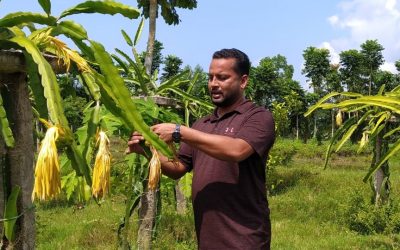 শখের বশে ড্রাগন চাষ করে সফল চরফ্যাসনের মামুন পন্ডিত