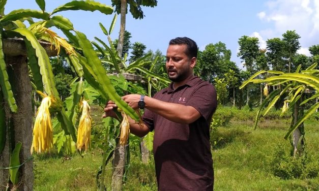 শখের বশে ড্রাগন চাষ করে সফল চরফ্যাসনের মামুন পন্ডিত