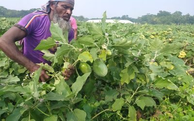 আবহাওয়া অনুকূলে থাকায় বেগুনের বাম্পার ফলন, দামে খুশি চরফ্যাসনের কৃষকরা
