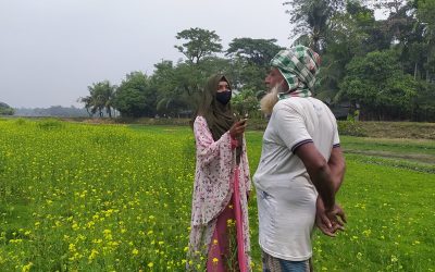 চরফ্যাসনে সরিষা চাষে লোকসানের আশঙ্কা করছেন কৃষকরা