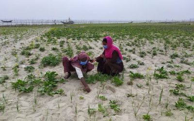 কৃষি কাজে ভাগ্য ফিরেছে চরফ্যাসনের চরাঞ্চালের কৃষাণীদের