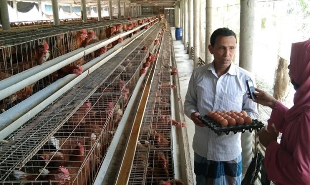 লেয়ার মুরগি পালন করে সফল চরফ্যাসনের সংকর তালুকদার