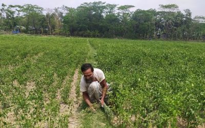 কৃষি ও কৃষকের এবারের পর্ব মরিচ চাষ