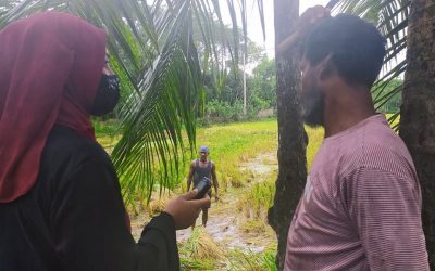 চরফ্যাসনে প্রবল বৃষ্টিতে ফসলের ক্ষতির আশঙ্কা, আধা-পাকা ধান কাটছে কৃষকরা