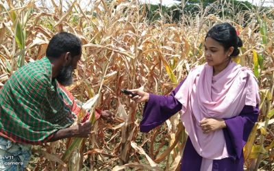 ভূট্টা চাষে লোকসানের আশঙ্কা চরফ্যাসনের কৃষকদের