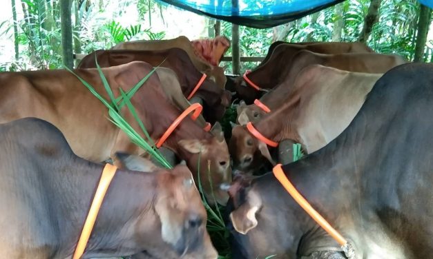 কোরবানির গরু প্রস্তুত ও বিক্রির জন্য ব্যস্ত চরফ্যাসনের খামারিরা