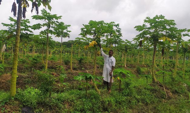 পেঁপে চাষে সফলতা পেয়েছেন রসুলপুরের সামসুদ্দিন মিয়া