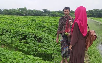 করলা চাষে লাভবান আছলামপুরের নুর ইসলাম