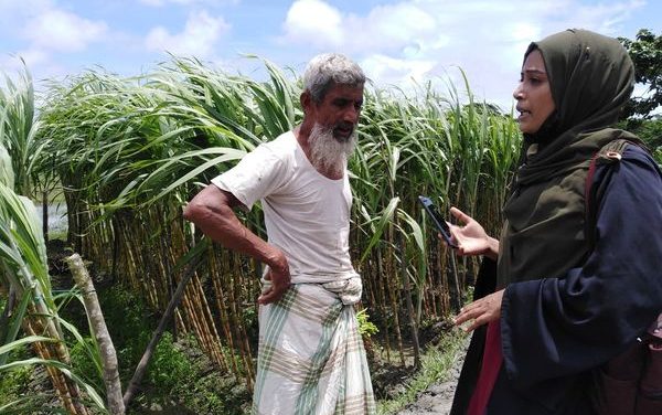 চরফ্যাসনে আখের বাম্পার ফলন, ভালো দামে বিক্রি করতে পেরে খুশি কৃষক