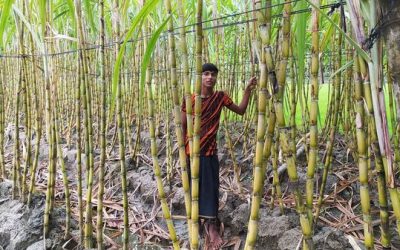 আখ চাষ নিয়ে এবারের কৃষি ও কৃষক অনুষ্ঠান