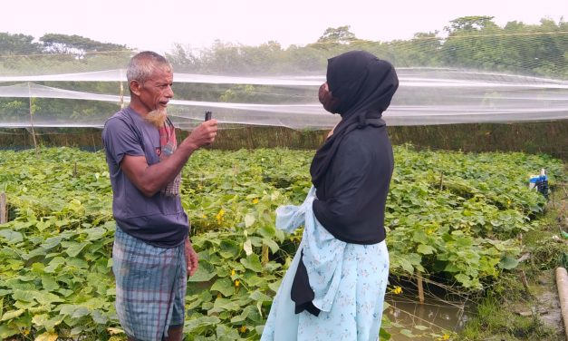 চরফ্যাসনে শসার বাম্পার ফলন, লাভের আশায় কৃষক