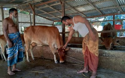 গরু পালন করে স্বাবলম্বী মাদ্রাজের আব্দুল কাদের