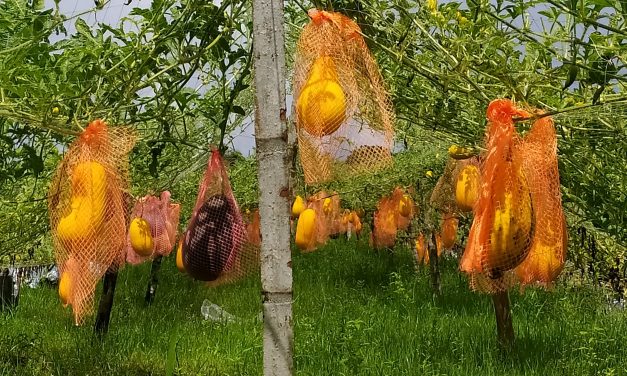 চরফ্যাসনে অসময়ে আবাদ হচ্ছে মালচিং পদ্ধতির তিন জাতের তরমুজ