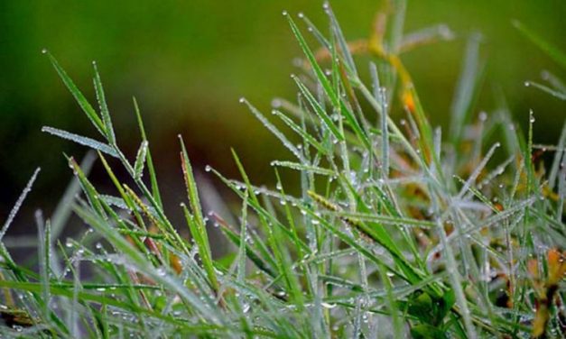 শীতের বার্তা নিয়ে দুয়ারে এসেছে হেমন্ত