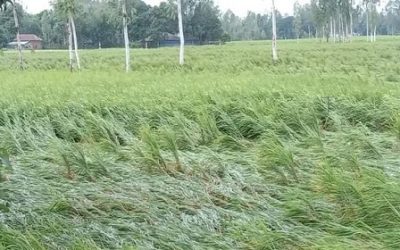 ঘূর্ণিঝড় সিত্রাং’র প্রভাবে চরফ্যাসনের আমন ধানসহ ফসলের ব্যাপক ক্ষতি