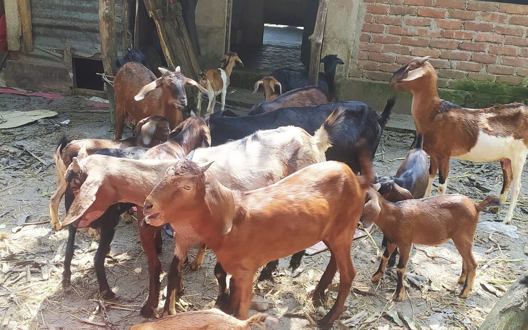 ছাগল পালন করে সফলাতা পেয়েছেন জিন্নগড়ের জন্নাত