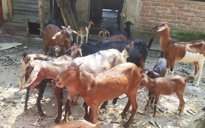 ছাগল পালন করে সফলাতা পেয়েছেন জিন্নগড়ের জন্নাত