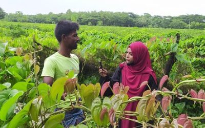চরফ্যাসনে বাণিজ্যিকভাবে চাষ হচ্ছে মেটে আলু, লাভের সন্ধানে কৃষক