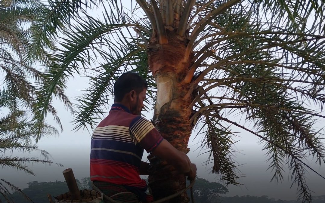 বিলুপ্তির পথে খেজুরের রস, সাথে আয় হারাচ্ছে গাছিরাও