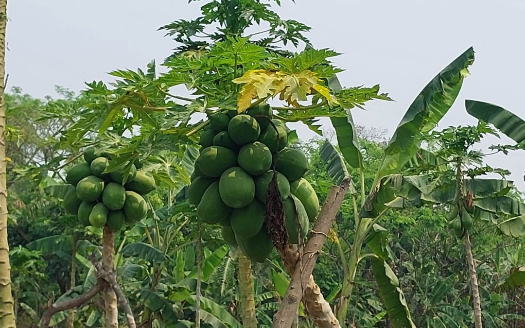 পেঁপে চাষে সাফল্য পেয়ে খুশি কৃষক অহিদ আলী