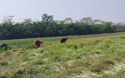 সরিষার ফলন ভালো হওয়ায় খুশি কৃষক আবুল হোসেন