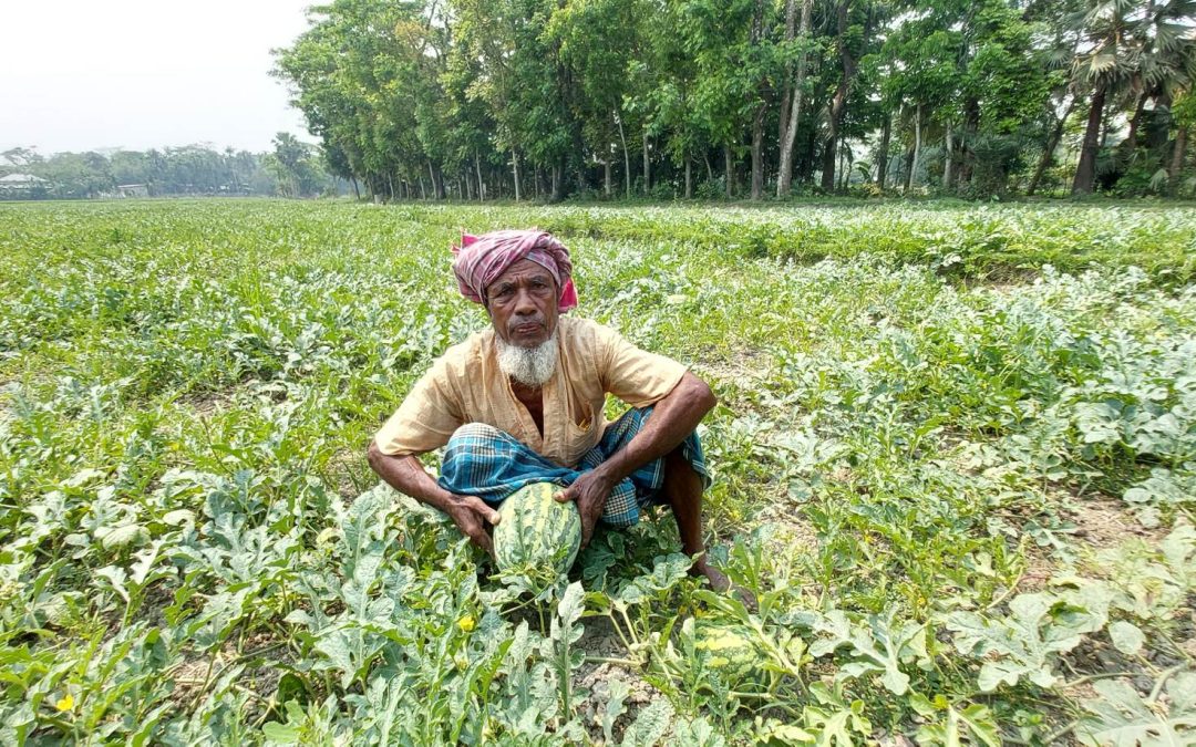 চরফ্যাসনে তরমুজের বাম্পার ফলনের সম্ভবনা