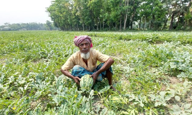 চরফ্যাসনে তরমুজের বাম্পার ফলনের সম্ভবনা