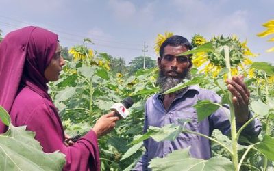 ভোজ্য তেল উৎপাদনে সূর্যমুখী চাষে ঝুঁকছে কৃষকরা