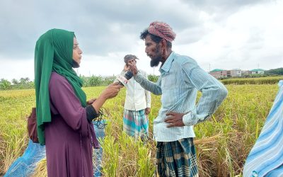 বোরো ধানের বাম্পার ফলন, পাকা ধান কাটায় ব্যস্ত চরফ্যাসনের কৃষকরা