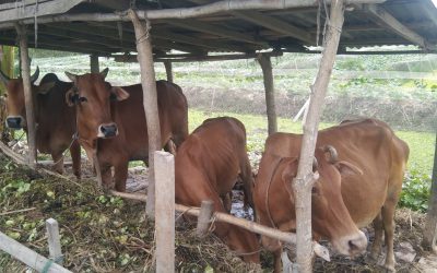 চরফ্যাসনে প্রস্তত হচ্ছে কোরবানীর পশু, পরিচর্যায় ব্যস্ত খামারীরা