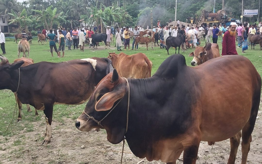 চরফ্যাসনের হাটে উঠতে শুরু করেছে কোরবানীর পশু