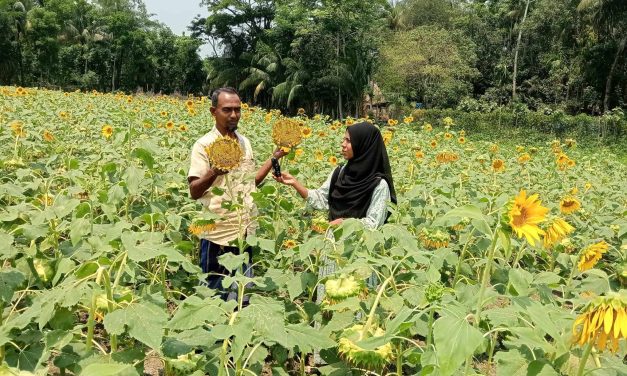 সূর্যমুখী চাষ করে লাভবান