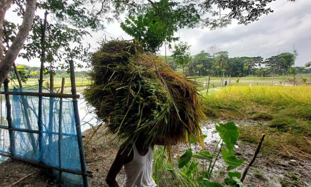 চরফ্যাসনে কাল বৈশাখীর আশঙ্কায় আধা-পাকা ফসল ঘরে তুলতে ব্যস্ত কৃষক