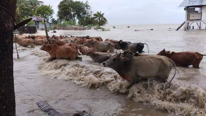 ঘূর্ণিঝড় রিমালের প্রভাবে চরফ্যাসনে কৃষি ও মৎস্য সম্পদ খাতে ব্যাপক ক্ষতি