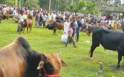 চরফ্যাসনে জমে উঠছে পশুর হাট, পর্যাবেক্ষনে মেডিক্যাল টিম