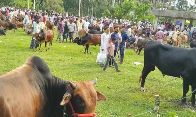 চরফ্যাসনে জমে উঠছে পশুর হাট, পর্যাবেক্ষনে মেডিক্যাল টিম