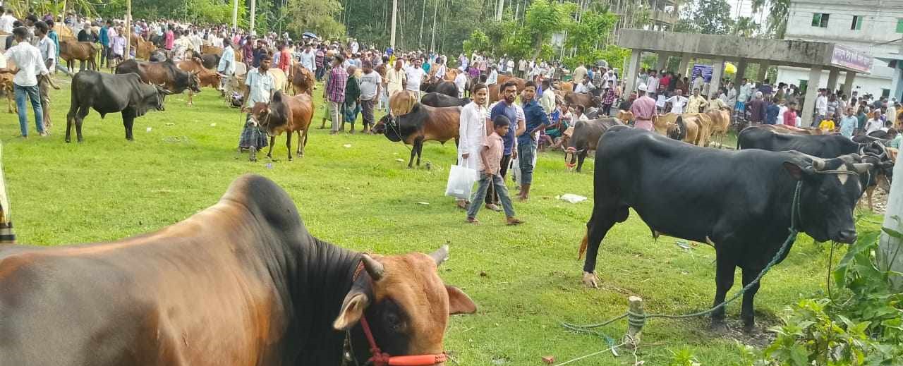 চরফ্যাসনে জমে উঠছে পশুর হাট, পর্যাবেক্ষনে মেডিক্যাল টিম