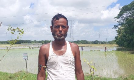 অতিবৃষ্টিতে বীজতলা নষ্ট হওয়ায় চারা সংকটে আমন আবাদ ব্যাহত