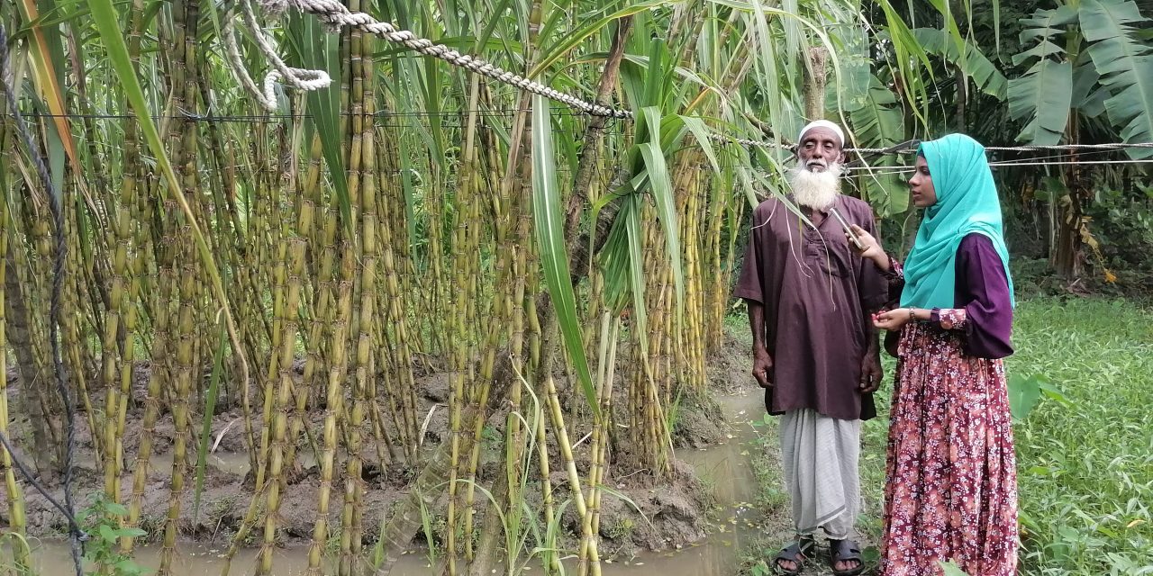 চলতি মৌসুমে অতিবৃষ্টির কারনে আখ চাষে আর্থিক ক্ষতিগ্রস্থ চরফ্যাসনের অধিকাংশ কৃষক