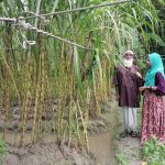 চলতি মৌসুমে অতিবৃষ্টির কারনে আখ চাষে আর্থিক ক্ষতিগ্রস্থ চরফ্যাসনের অধিকাংশ কৃষক