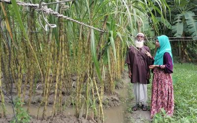 চলতি মৌসুমে অতিবৃষ্টির কারনে আখ চাষে আর্থিক ক্ষতিগ্রস্থ চরফ্যাসনের অধিকাংশ কৃষক