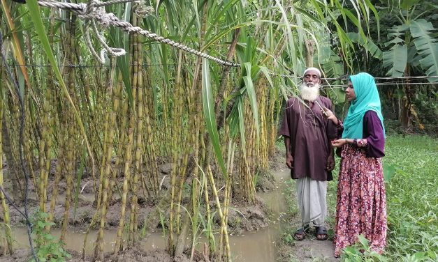 চলতি মৌসুমে অতিবৃষ্টির কারনে আখ চাষে আর্থিক ক্ষতিগ্রস্থ চরফ্যাসনের অধিকাংশ কৃষক