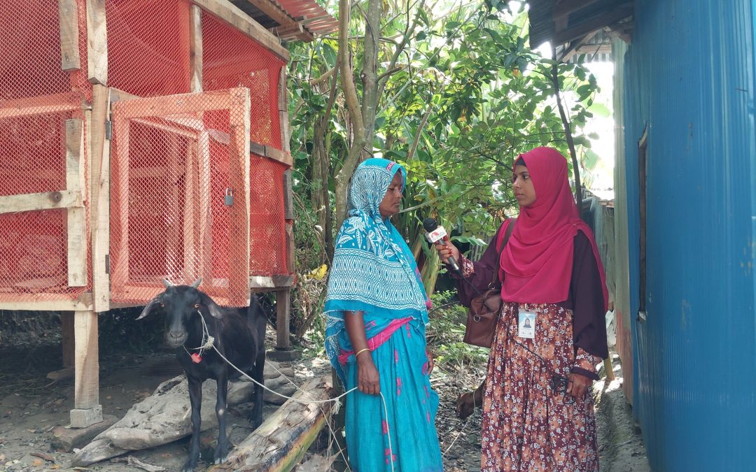 উপকূলীয় অঞ্চলে মাচা পদ্ধতিতে ছাগল পালনে ঝুঁকছে সাধারণ মানুষ