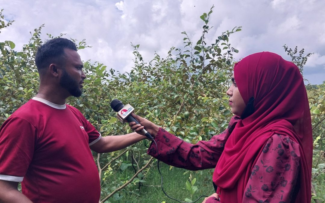 চরফ্যাসনে শিক্ষিত যুবকরা বেকারত্ব দূর করতে আগ্রহ হচ্ছেন কুল চাষে