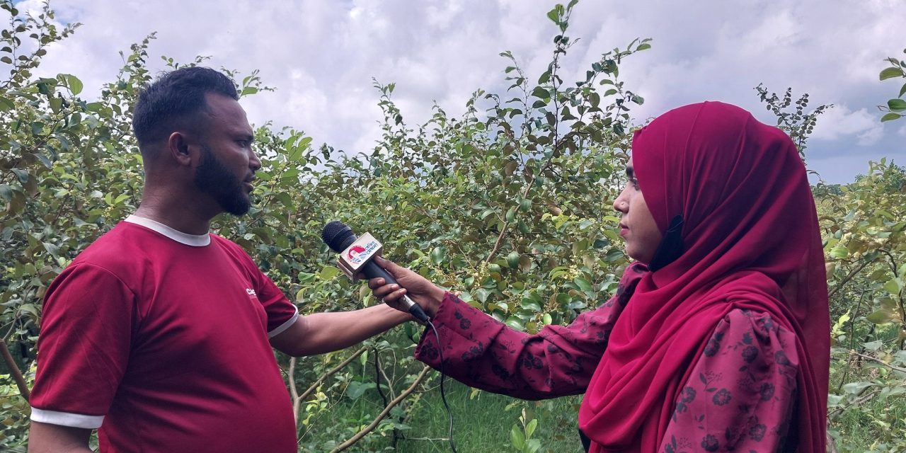 চরফ্যাসনে শিক্ষিত যুবকরা বেকারত্ব দূর করতে আগ্রহ হচ্ছেন কুল চাষে