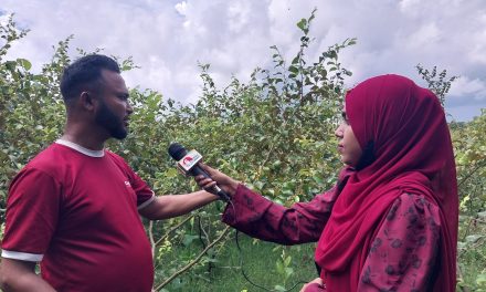 চরফ্যাসনে শিক্ষিত যুবকরা বেকারত্ব দূর করতে আগ্রহ হচ্ছেন কুল চাষে